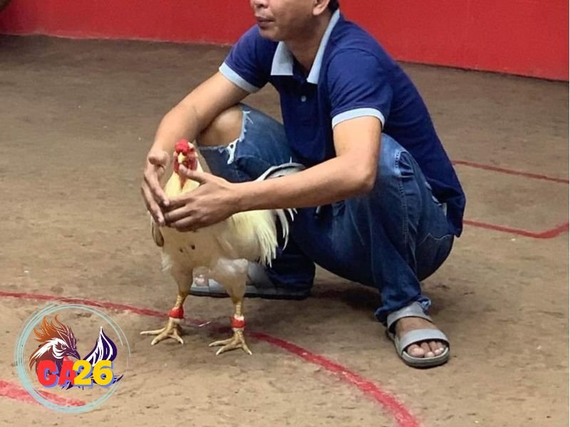 trực tiếp đá gà